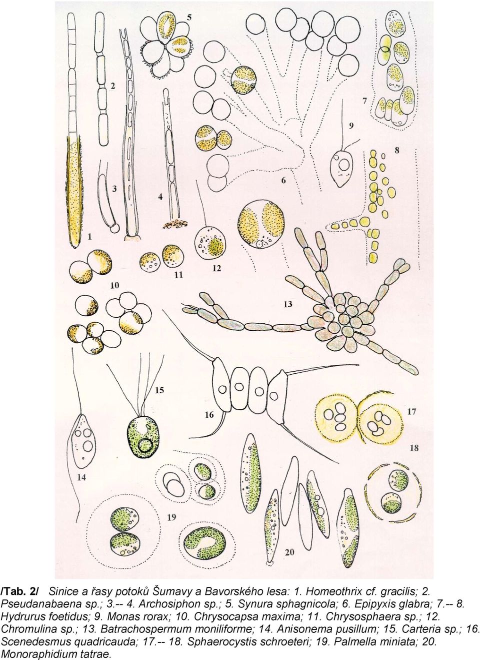 Chrysocapsa maxima; 11. Chrysosphaera sp.; 12. Chromulina sp.; 13. Batrachospermum moniliforme; 14.