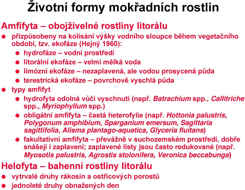 hydrofyta odolná vůči vyschnutí (např. Batrachium spp., Callitriche spp., Myriophyllum spp.) obligátní amfifyta častá heterofylie (např.