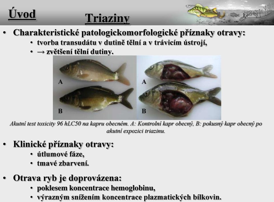 A: Kontrolní kapr obecný, B: pokusný kapr obecný po akutní expozici triazinu.