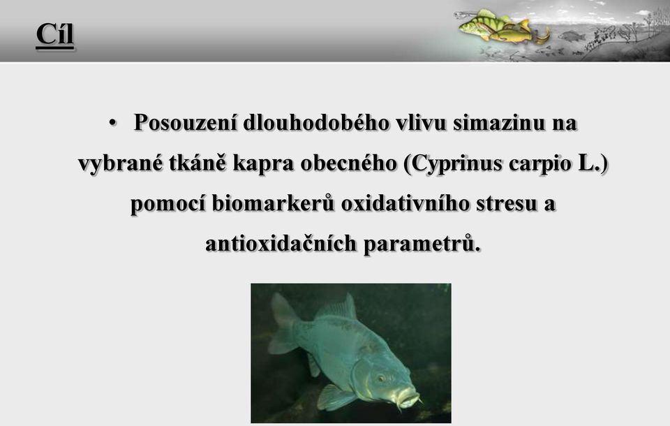 (Cyprinus carpio L.