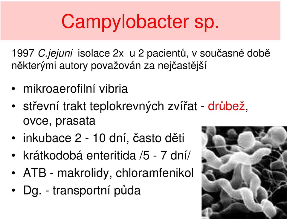 nejčastější mikroaerofilní vibria střevní trakt teplokrevných zvířat -