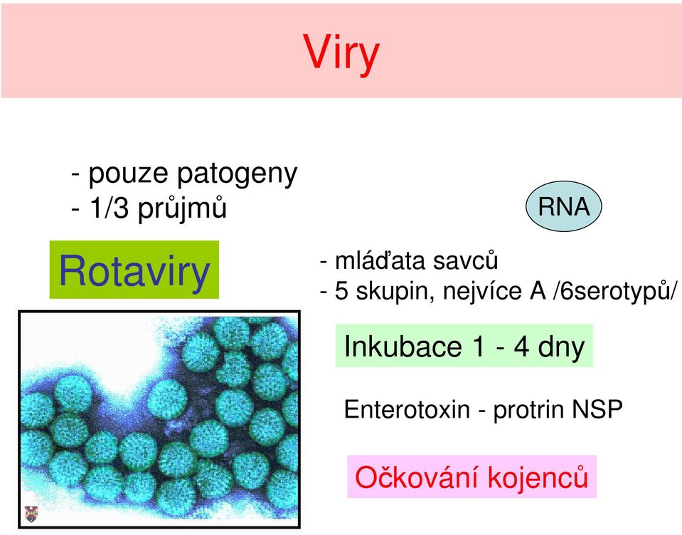 skupin, nejvíce A /6serotypů/ Inkubace