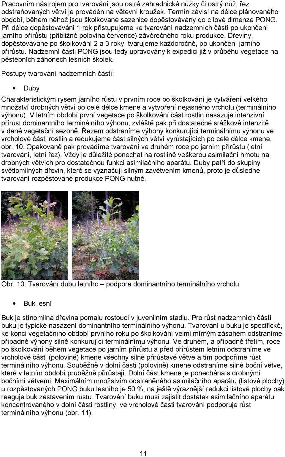 Při délce dopěstovávání 1 rok přistupujeme ke tvarování nadzemních částí po ukončení jarního přírůstu (přibližně polovina července) závěrečného roku produkce.