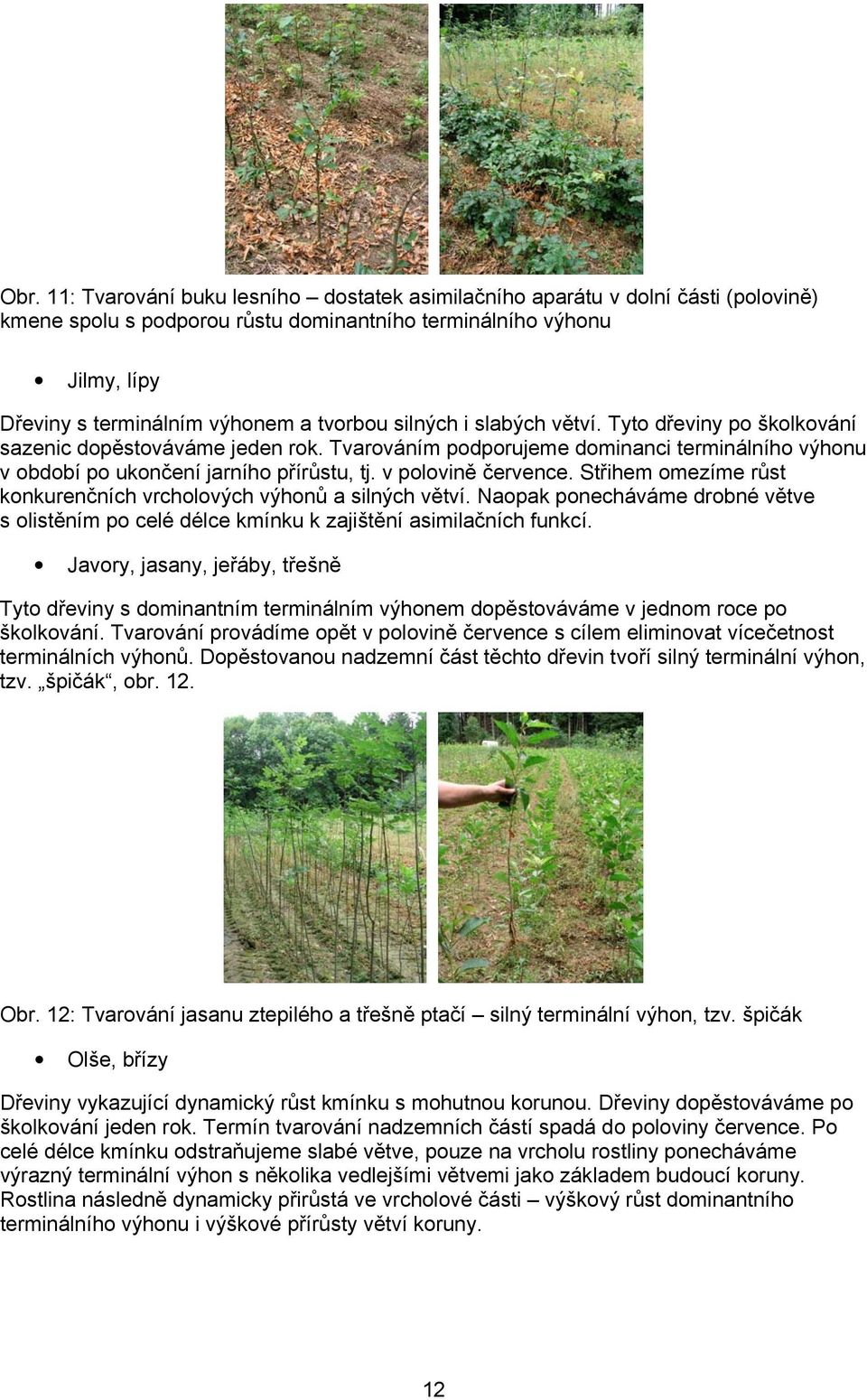 v polovině července. Střihem omezíme růst konkurenčních vrcholových výhonů a silných větví. Naopak ponecháváme drobné větve s olistěním po celé délce kmínku k zajištění asimilačních funkcí.