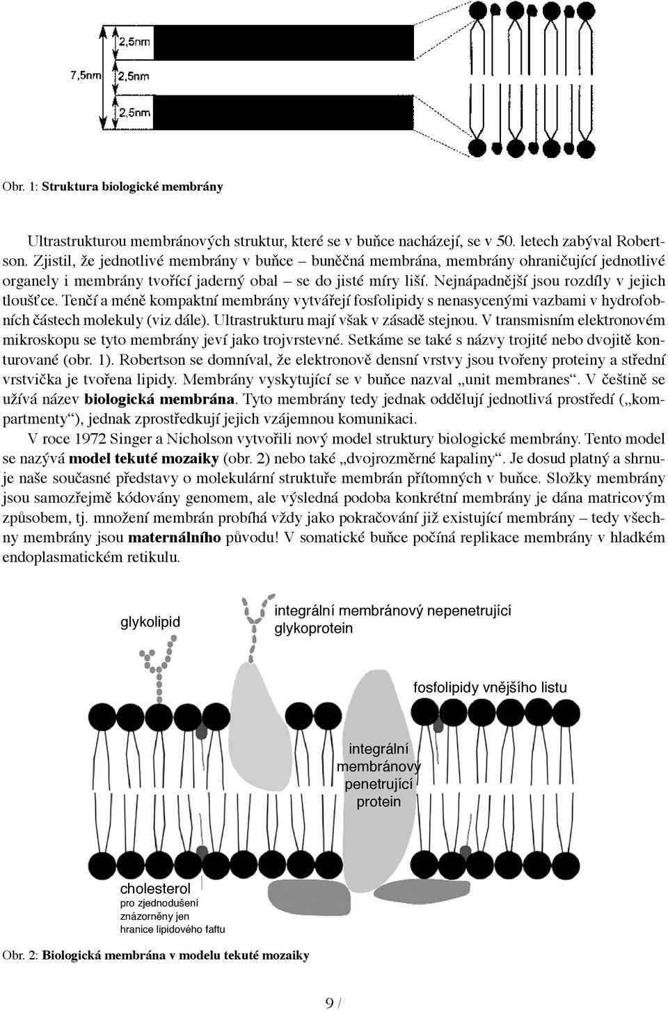 Tenčí a méně kompaktní membrány vytvářejí fosfolipidy s nenasycenými vazbami v hydrofobních částech molekuly (viz dále). Ultrastrukturu mají však v zásadě stejnou.