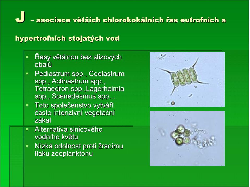 , Tetraedron spp.,lagerheimia spp., Scenedesmus spp!