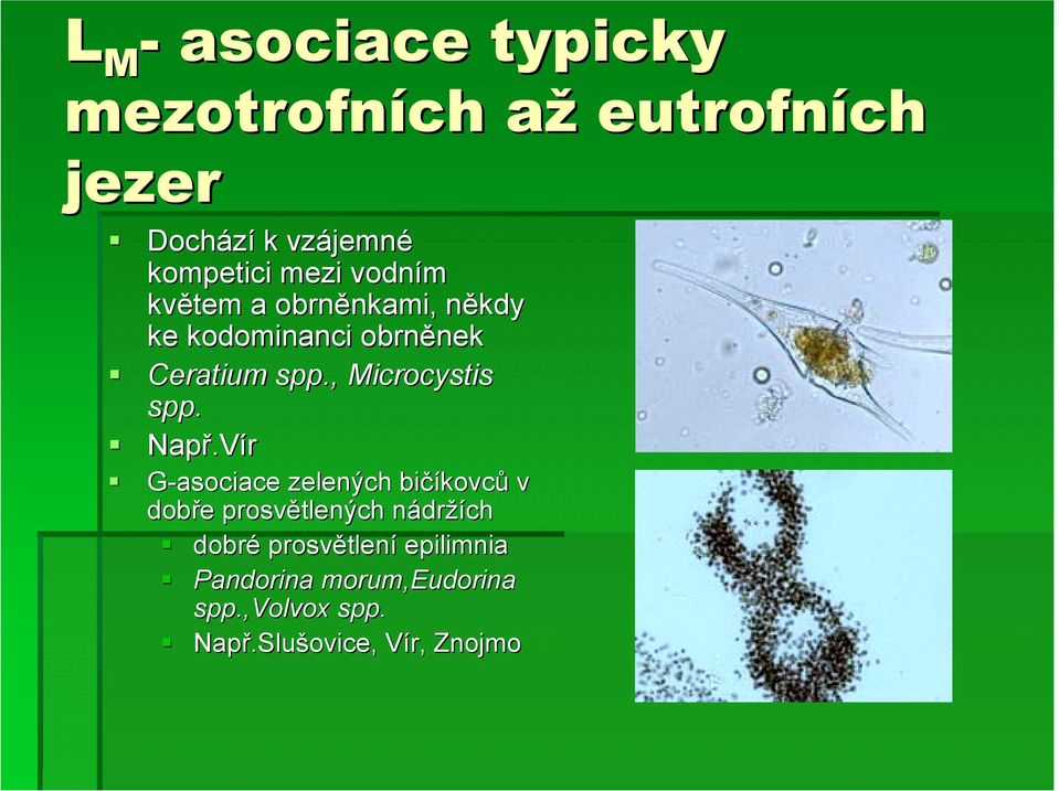 obrněnek nek! Ceratium spp., Microcystis spp.! Např.V.Vír!