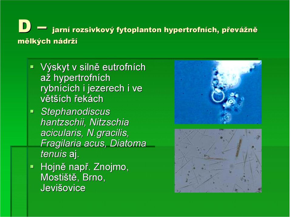 Výskyt v silně eutrofních až hypertrofních rybnících ch i jezerech i ve větších