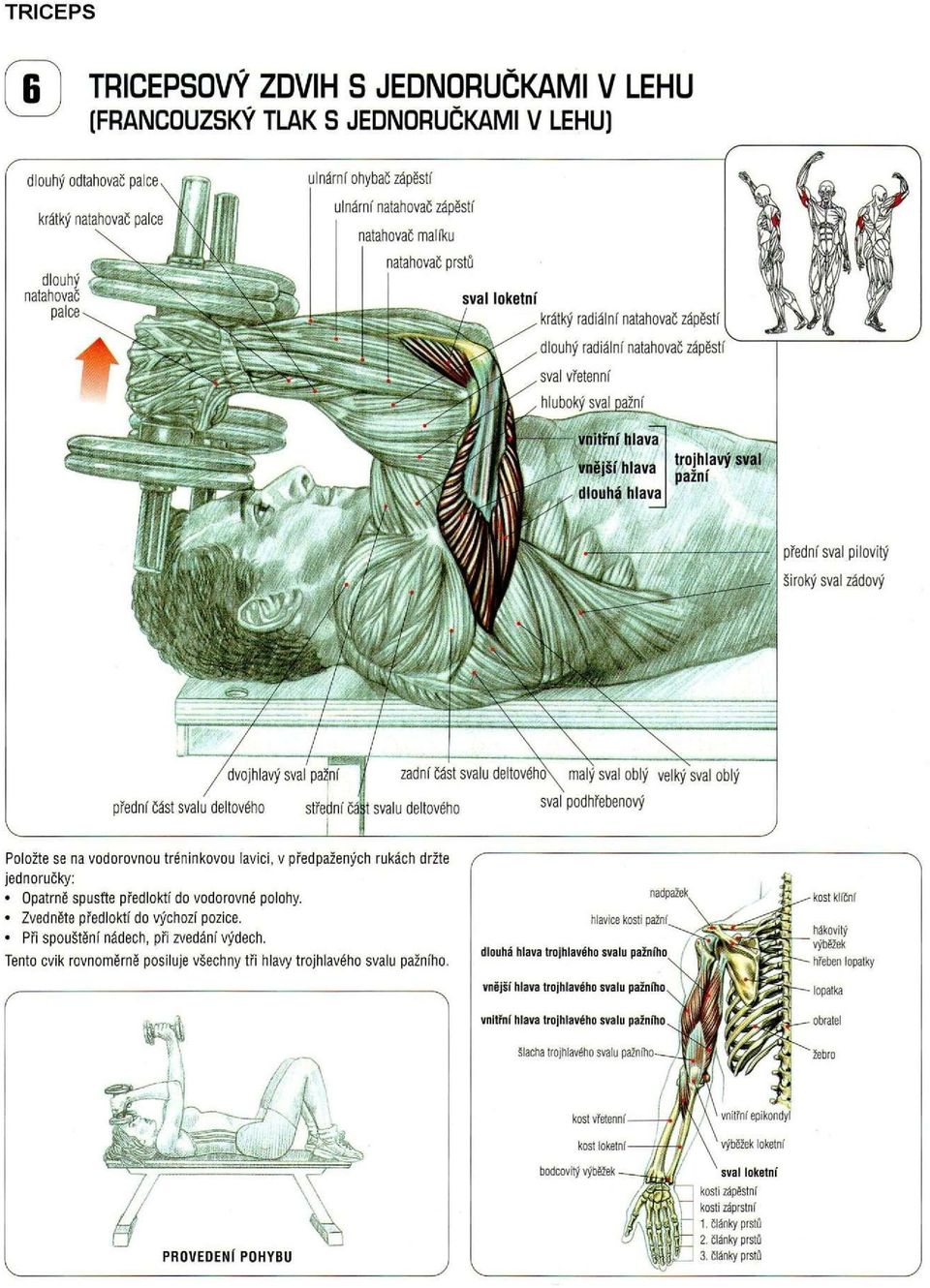 Zvedněte předloktí do výchozí pozice. Při spouštění nádech, při zvedání výdech. Tento cvik rovnoměrně posiluje všechny tři hlavy trojhlavého.