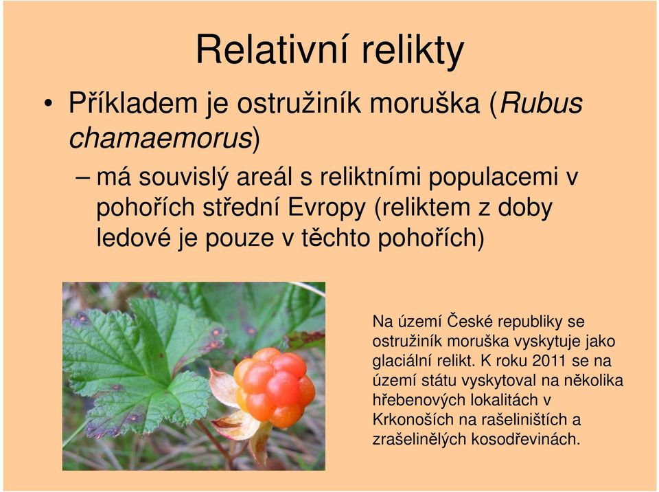 České republiky se ostružiník moruška vyskytuje jako glaciální relikt.