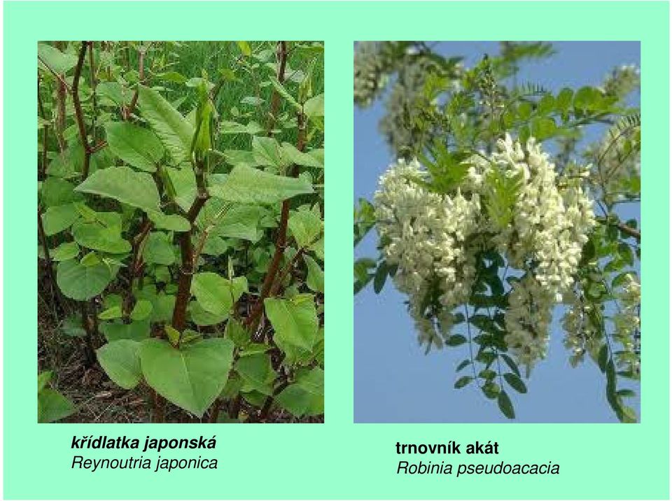 japonica trnovník