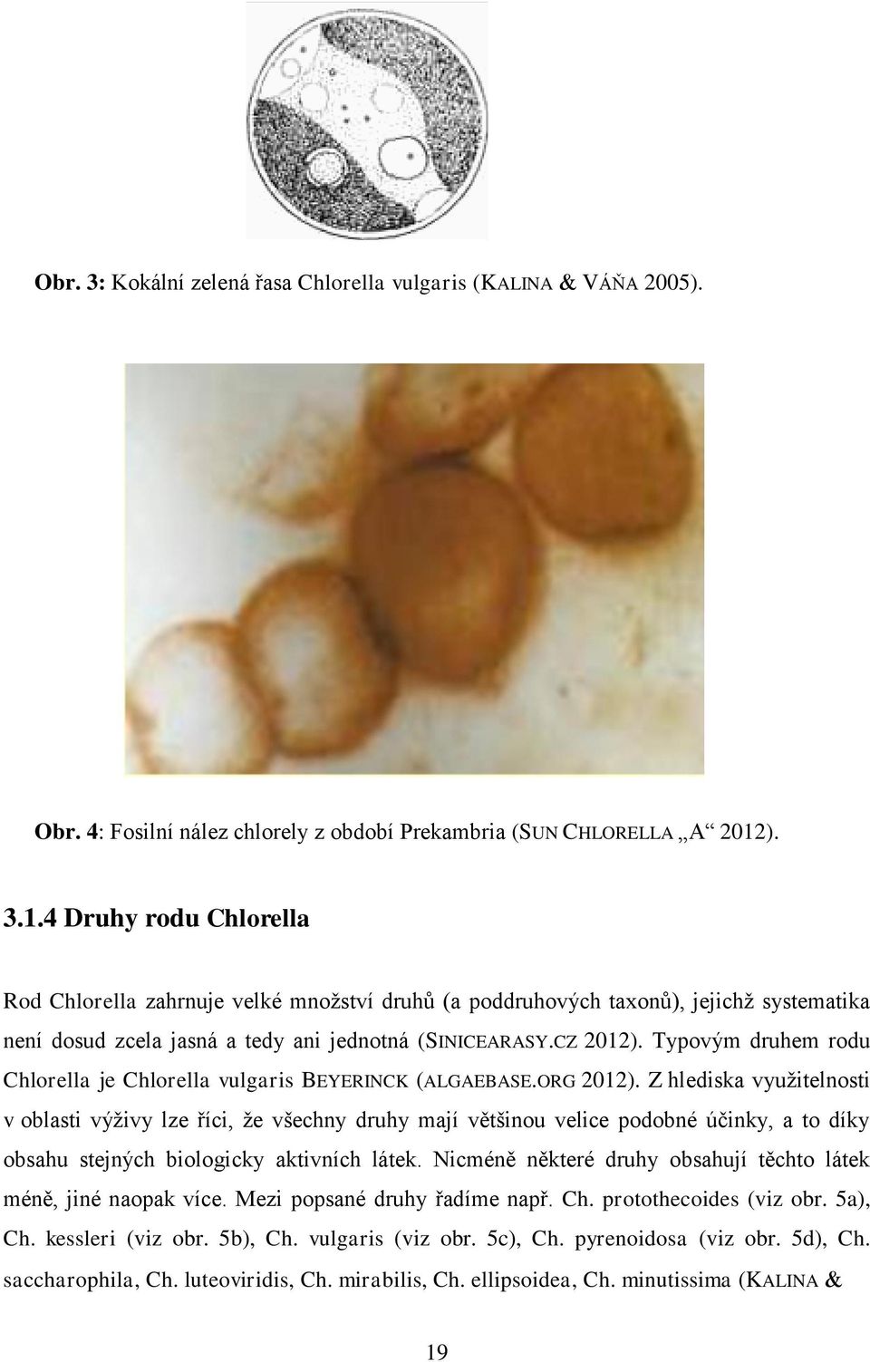 Typovým druhem rodu Chlorella je Chlorella vulgaris BEYERINCK (ALGAEBASE.ORG 2012).