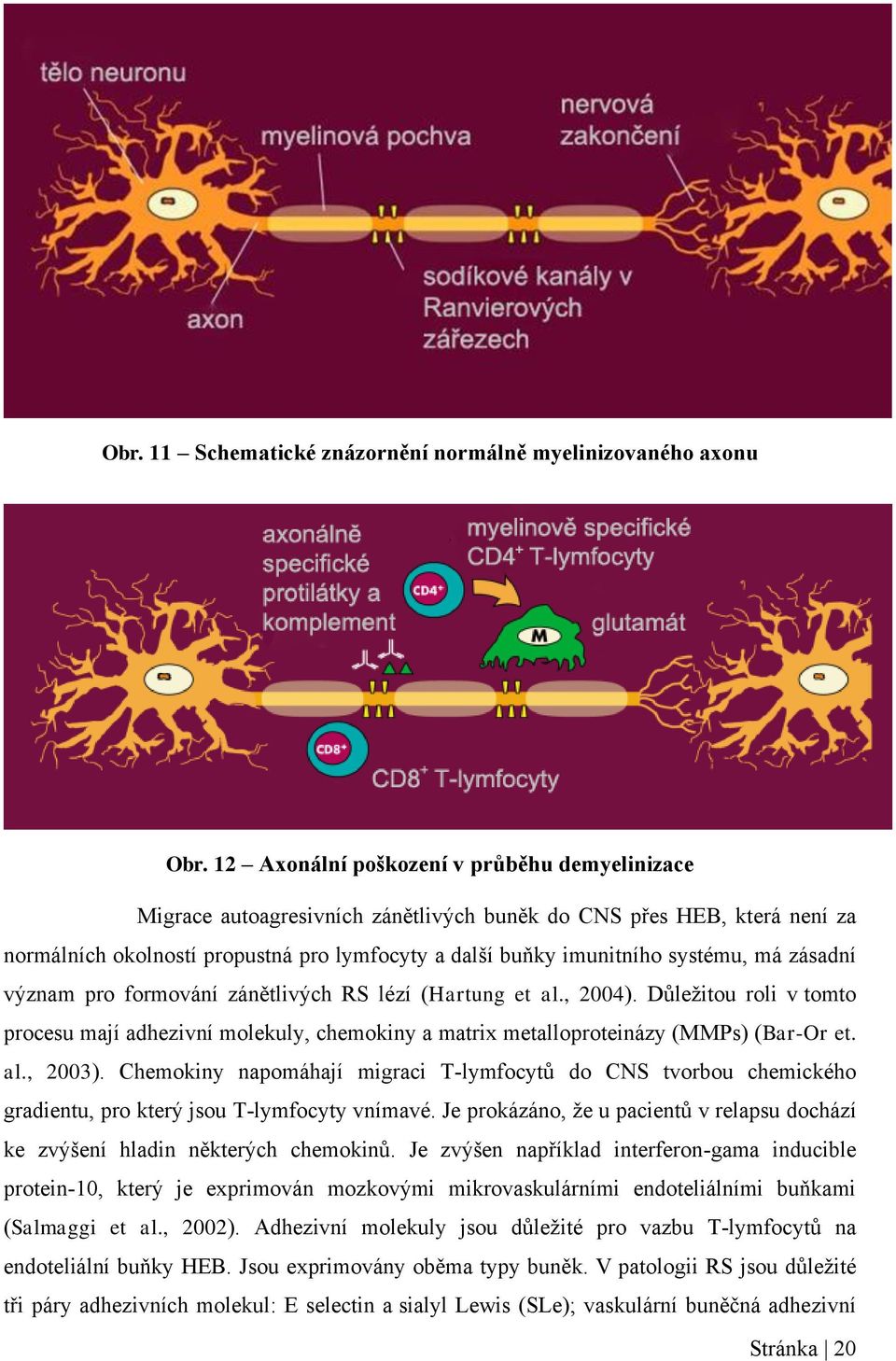 má zásadní význam pro formování zánětlivých RS lézí (Hartung et al., 2004). Důležitou roli v tomto procesu mají adhezivní molekuly, chemokiny a matrix metalloproteinázy (MMPs) (Bar-Or et. al., 2003).