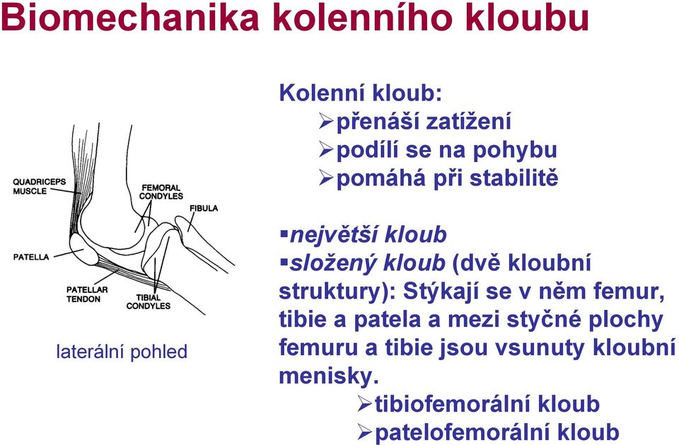 kloubní struktury): Stýkají se v něm femur, tibie a patela a mezi styčné plochy