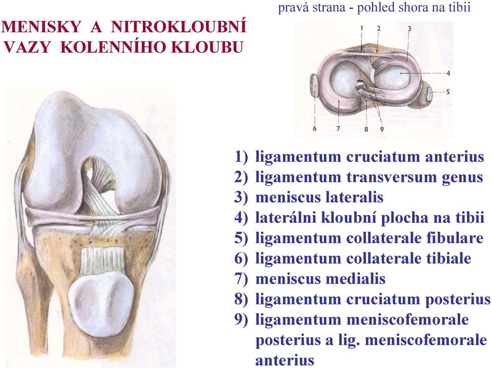 na tibii 5) ligamentum collaterale fibulare 6) ligamentum collaterale tibiale 7) meniscus medialis