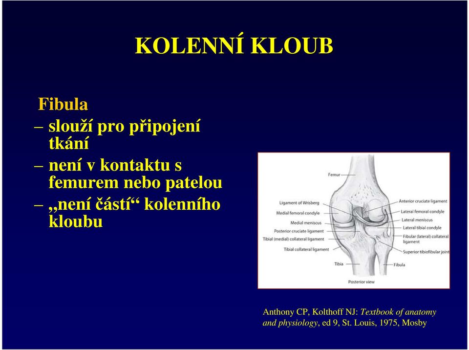 kolenního kloubu Anthony CP, Kolthoff NJ: Textbook