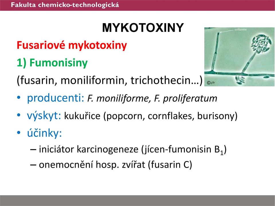 proliferatum výskyt: kukuřice (popcorn, cornflakes, burisony)