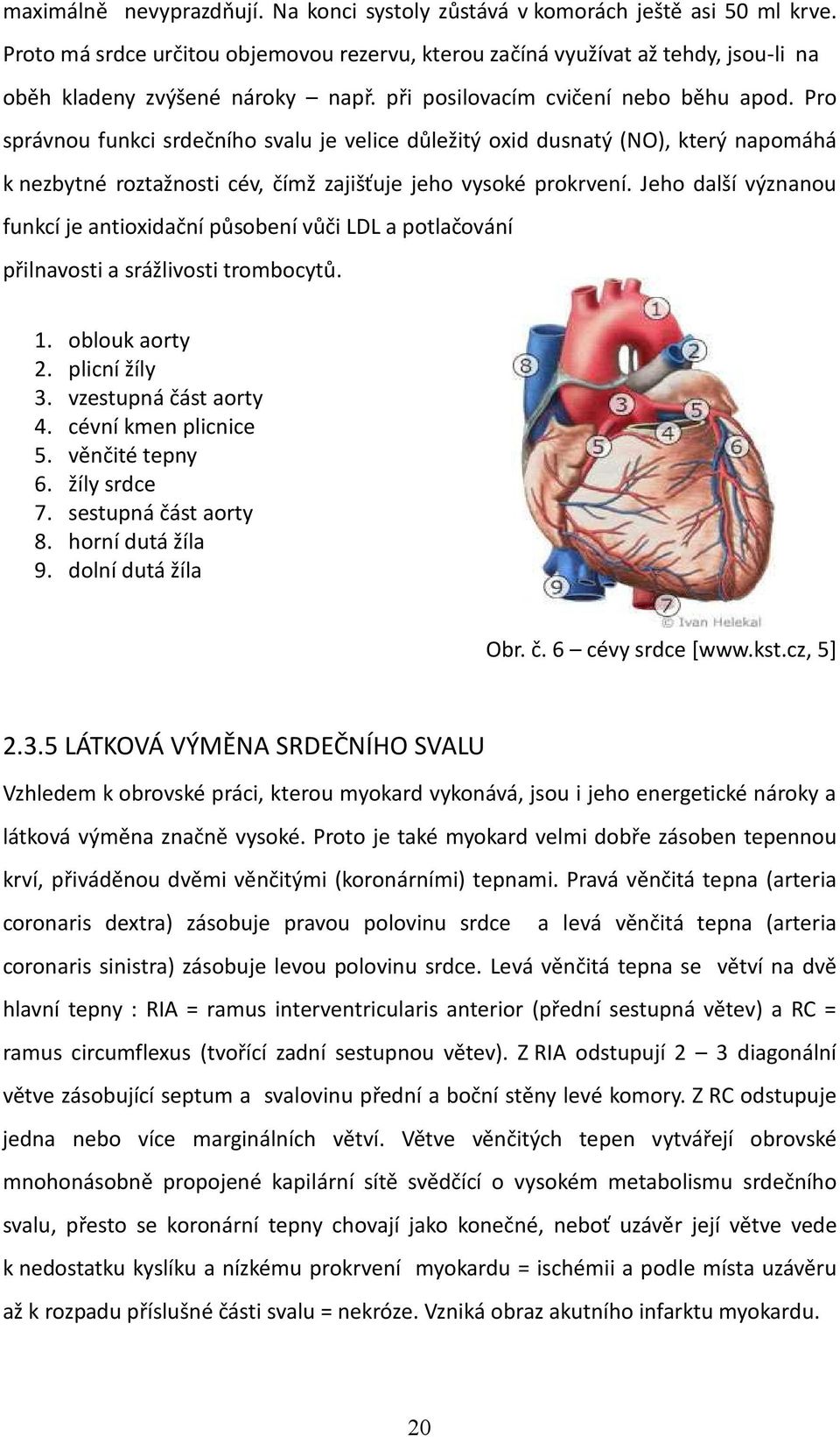 Pro správnou funkci srdečního svalu je velice důležitý oxid dusnatý (NO), který napomáhá k nezbytné roztažnosti cév, čímž zajišťuje jeho vysoké prokrvení.