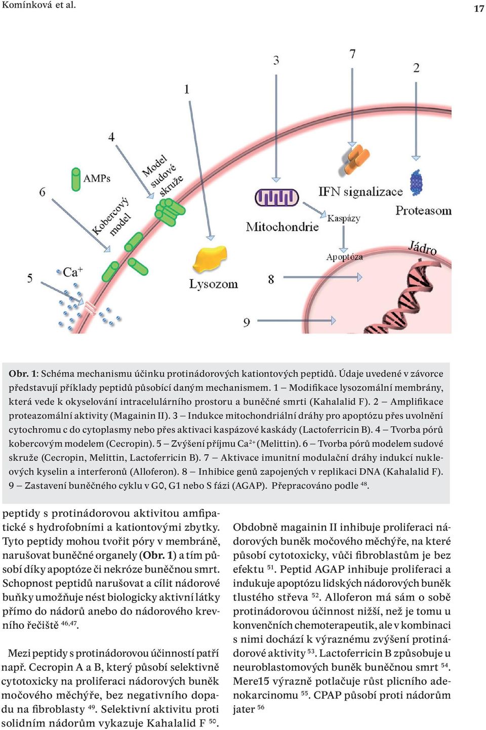 3 Indukce mitochondriální dráhy pro apoptózu přes uvolnění cytochromu c do cytoplasmy nebo přes aktivaci kaspázové kaskády (Lactoferricin B). 4 Tvorba pórů kobercovým modelem (Cecropin).