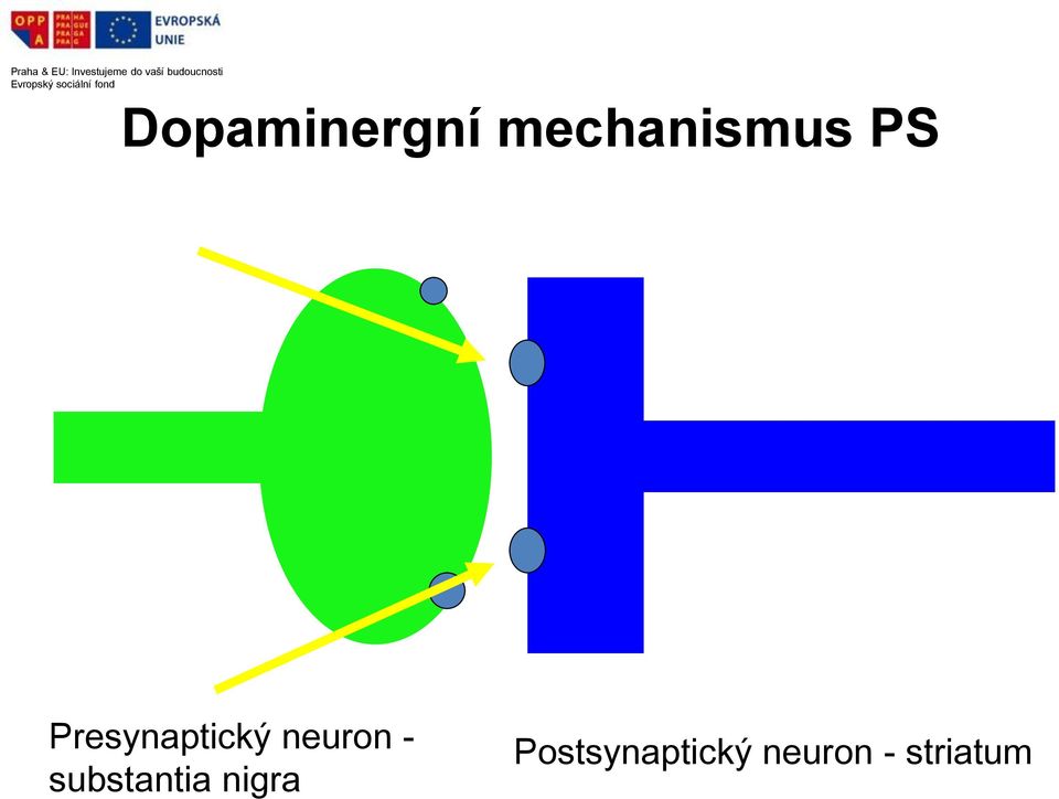 - substantia nigra