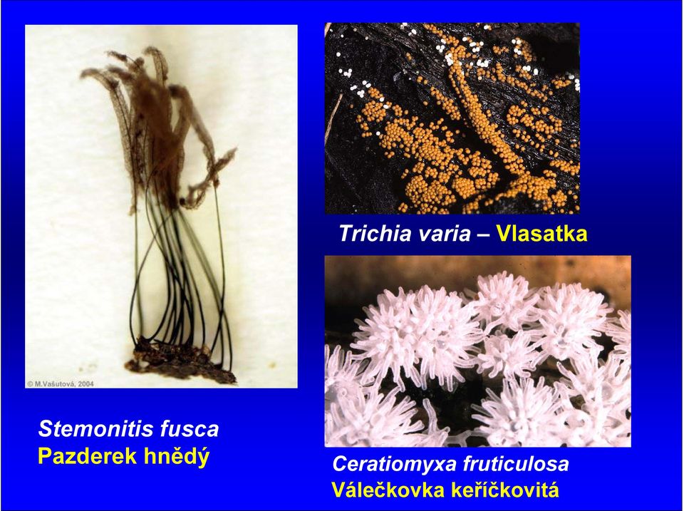 hnědý Ceratiomyxa