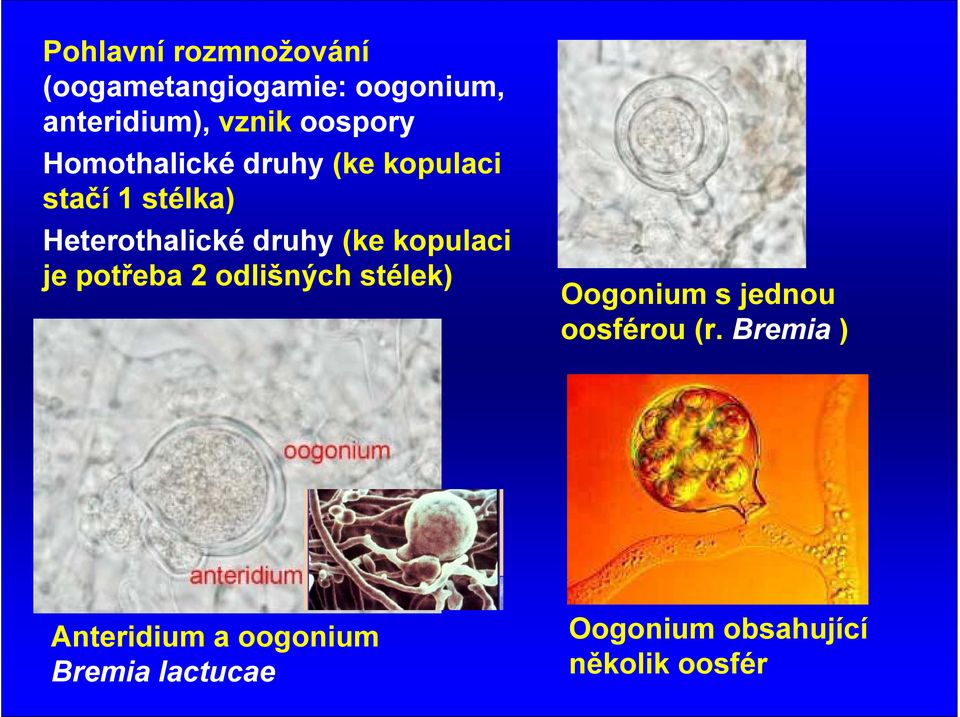 druhy (ke kopulaci je potřeba 2 odlišných stélek) Oogonium s jednou