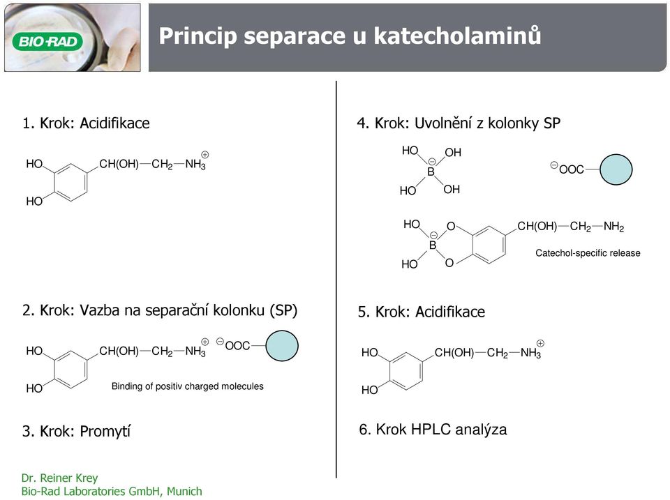 Catechol-specific release 2. Krok: Vazba na separační kolonku (SP) 5.