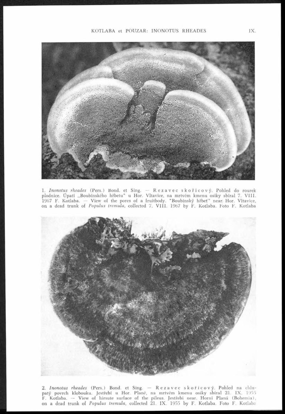 Kotlaba. Foto F. Kotlaba t f M W P f l y r r ^ t i ^ T >O ^. 111817 2. Inonotus rheades (Pers.) Bond, et Sing. Rezavec skořicový. Pohled na chlupatý povrch klobouku. Jestřebí u Hor.