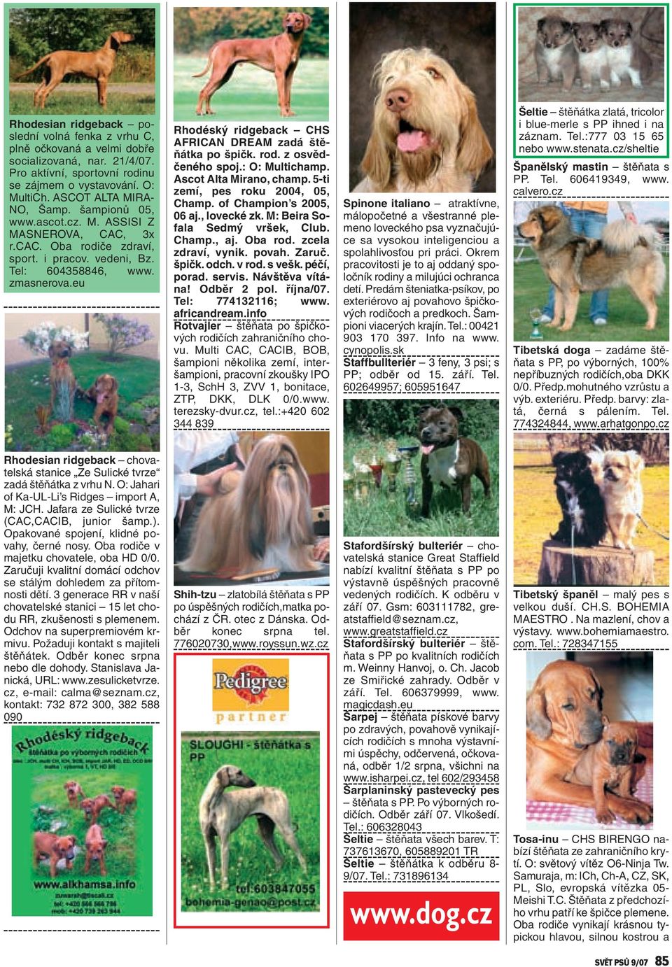 eu Rhodéský ridgeback CHS AFRICAN DREAM zadá štěňátka po špičk. rod. z osvědčeného spoj.: O: Multichamp. Ascot Alta Mirano, champ. 5-ti zemí, pes roku 2004, 05, Champ. of Champion s 2005, 06 aj.