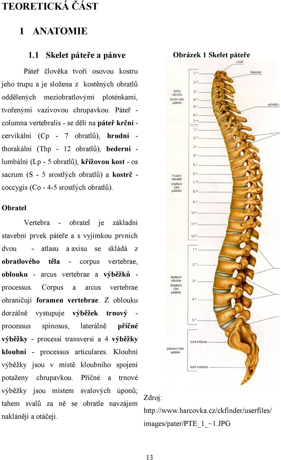 Páteř columna vertebralis - se dělí na páteř krční cervikální (Cp - 7 obratlů), hrudní thorakální (Thp - 12 obratlů), bederní lumbální (Lp - 5 obratlů), křížovou kost - os sacrum (S - 5 srostlých