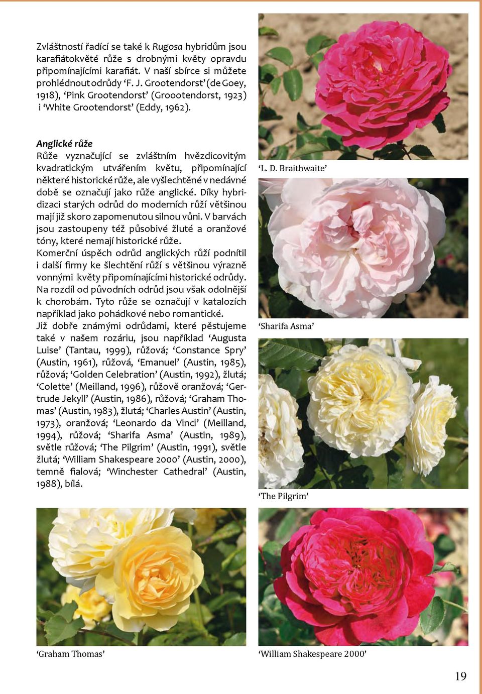 Anglické růže Růže vyznačující se zvláštním hvězdicovitým kvadratickým utvářením květu, připomínající některé historické růže, ale vyšlechtěné v nedávné době se označují jako růže anglické.