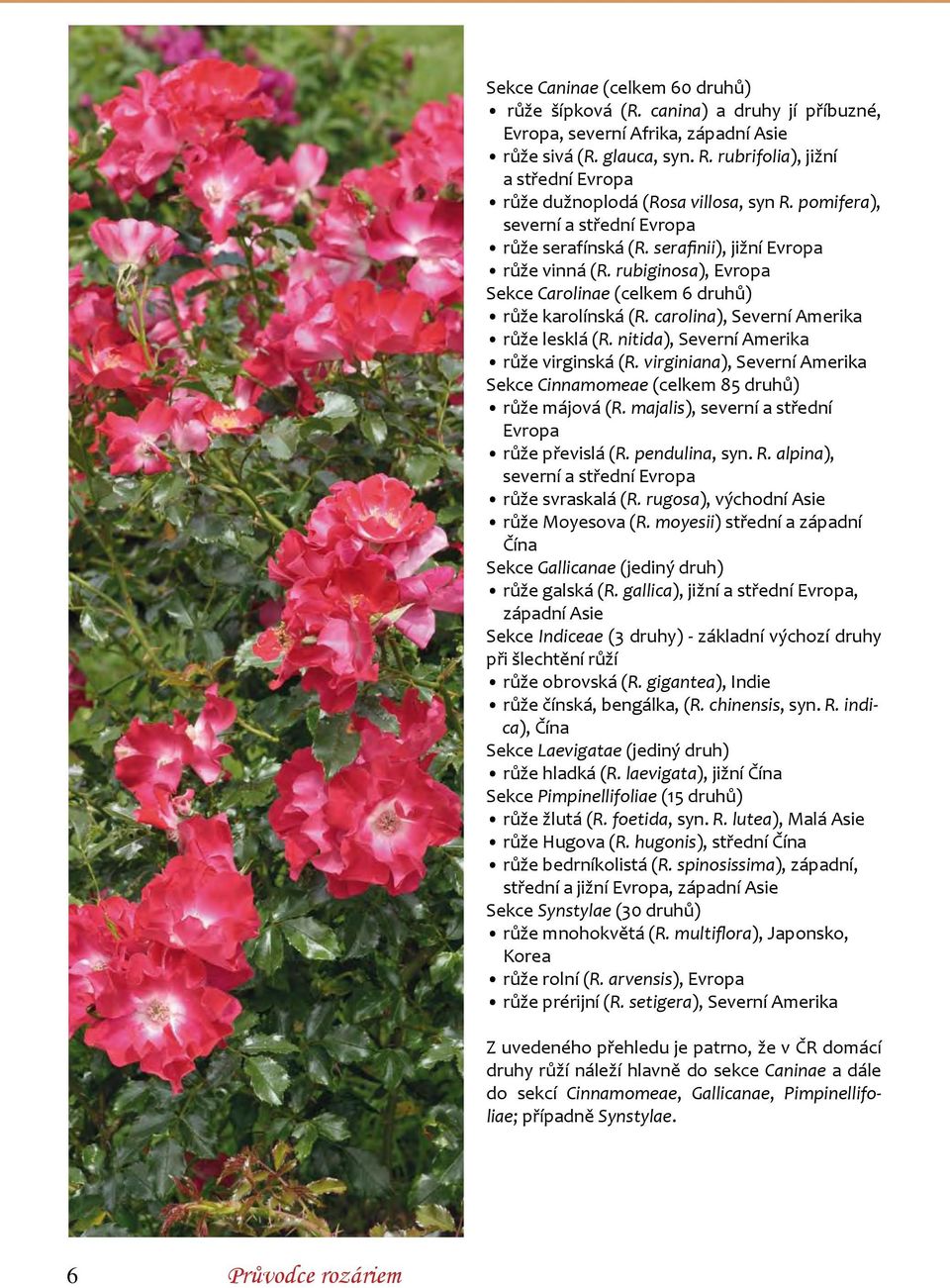 rubiginosa), Evropa Sekce Carolinae (celkem 6 druhů) růže karolínská (R. carolina), Severní Amerika růže lesklá (R. nitida), Severní Amerika růže virginská (R.