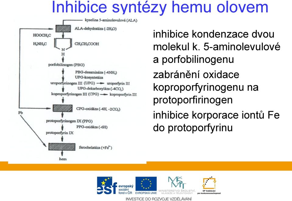 5-aminolevulové a porfobilinogenu zabránění