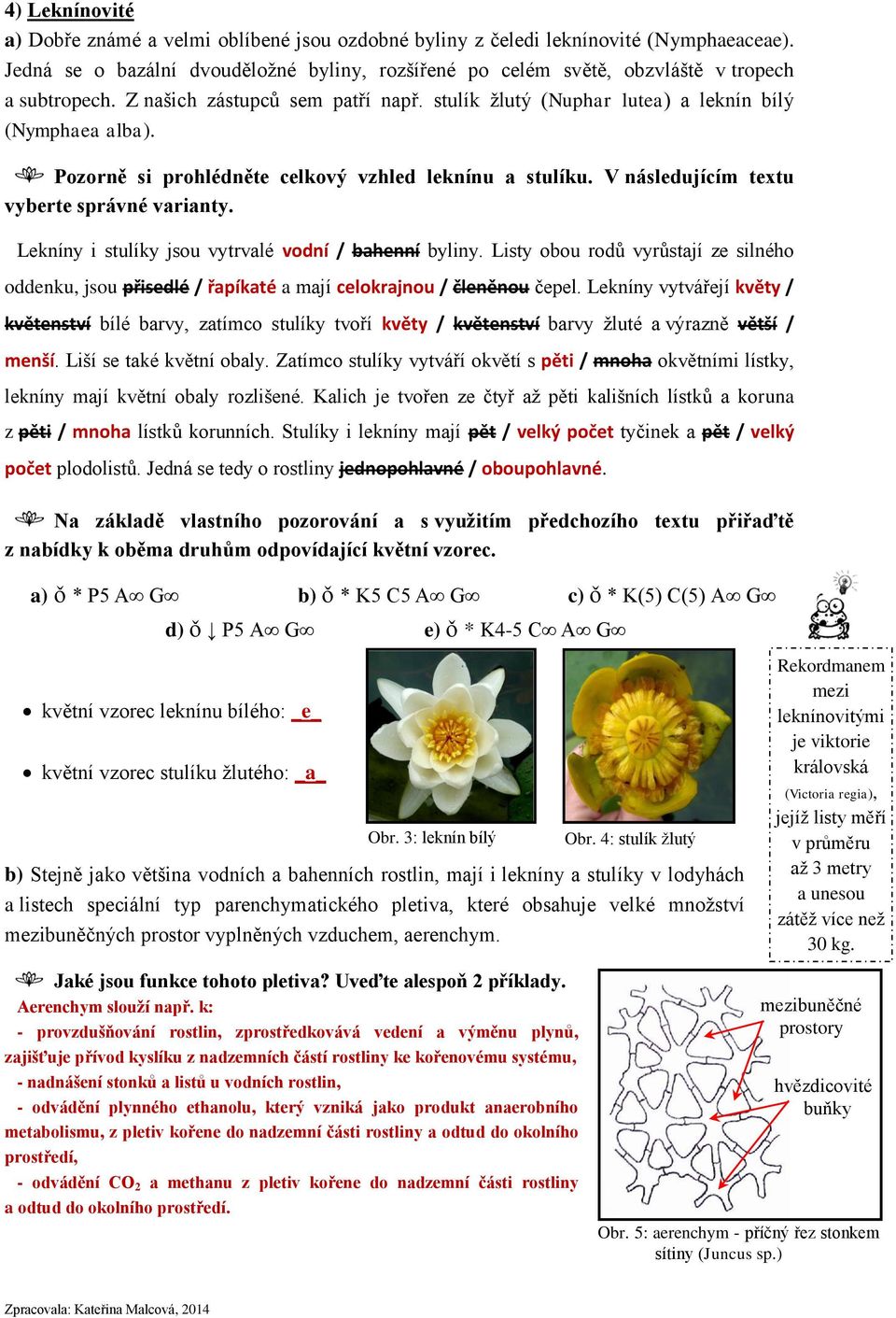 Pozorně si prohlédněte celkový vzhled leknínu a stulíku. V následujícím textu vyberte správné varianty. Lekníny i stulíky jsou vytrvalé vodní / bahenní byliny.