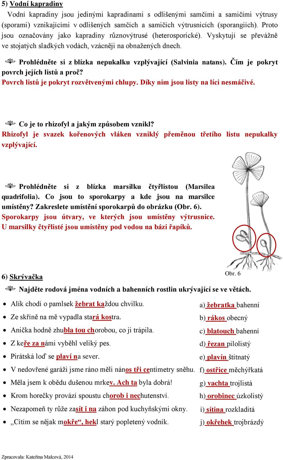 Prohlédněte si z blízka nepukalku vzplývající (Salvinia natans). Čím je pokryt povrch jejích listů a proč? Povrch listů je pokryt rozvětvenými chlupy. Díky nim jsou listy na líci nesmáčivé.