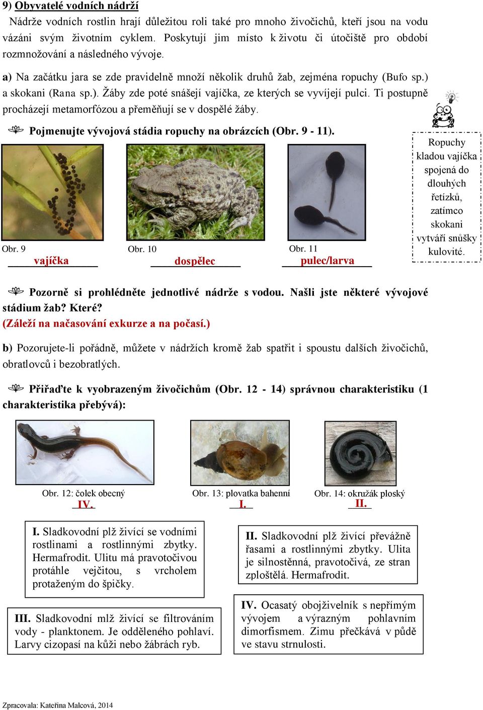 Ti postupně procházejí metamorfózou a přeměňují se v dospělé žáby. Pojmenujte vývojová stádia ropuchy na obrázcích (Obr. 9-11). Obr. 9 Obr. 10 Obr.