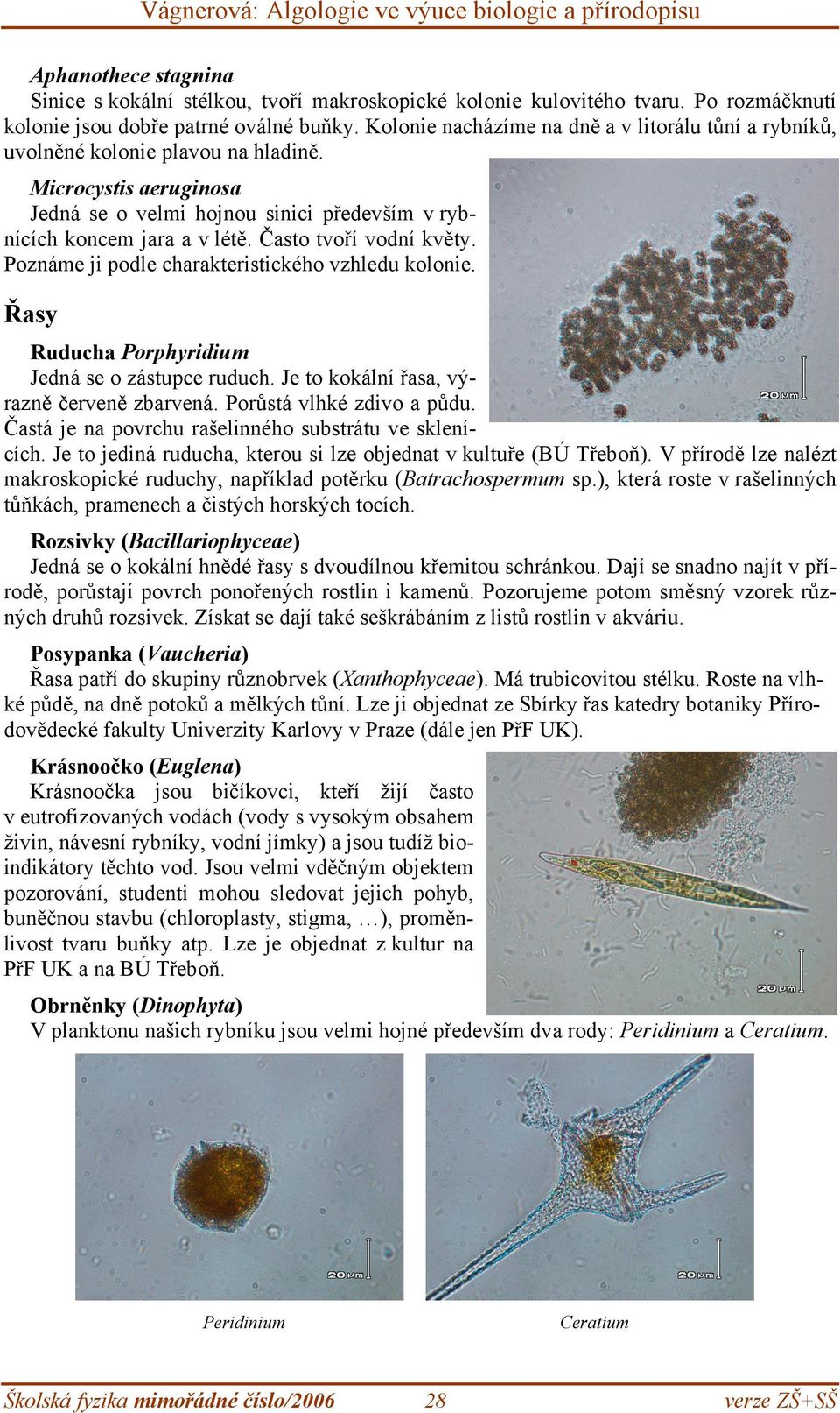 Často tvoří vodní květy. Poznáme ji podle charakteristického vzhledu kolonie. Řasy Ruducha Porphyridium Jedná se o zástupce ruduch. Je to kokální řasa, výrazně červeně zbarvená.