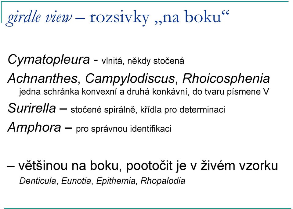 písmene V Surirella stočené spirálně, křídla pro determinaci Amphora pro správnou