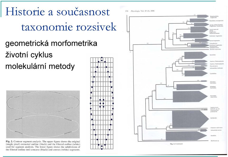 geometrická morfometrika