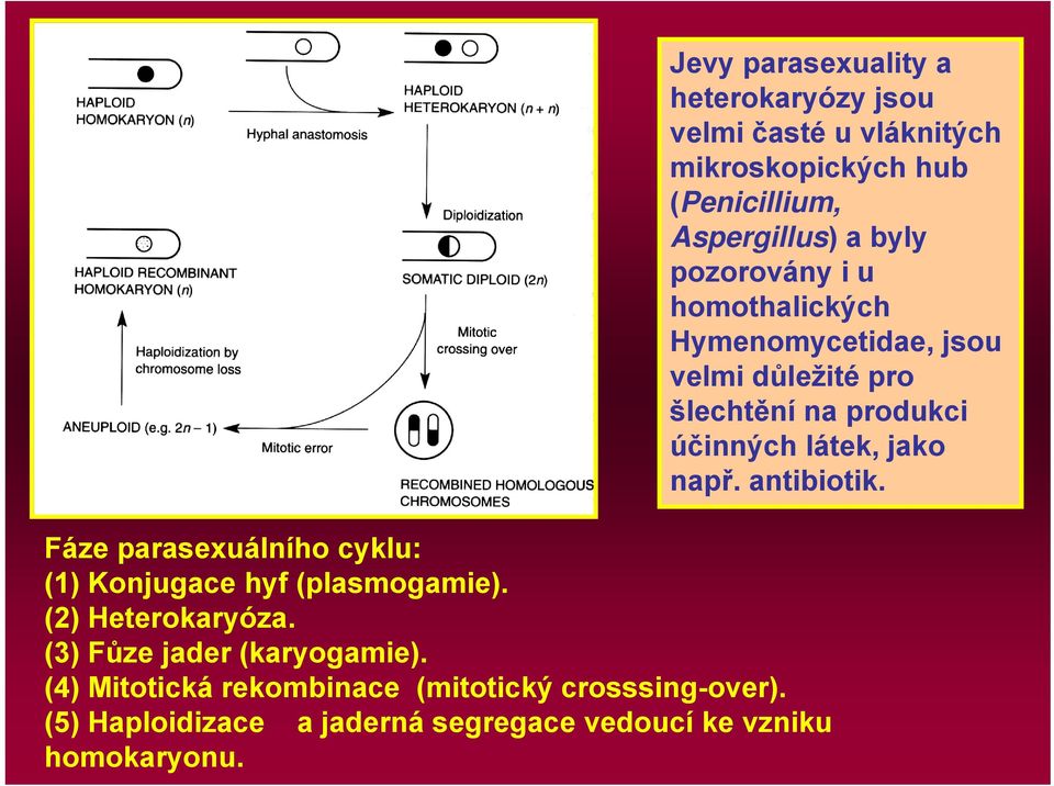 (5) Haploidizace a jaderná segregace vedoucí ke vzniku homokaryonu.