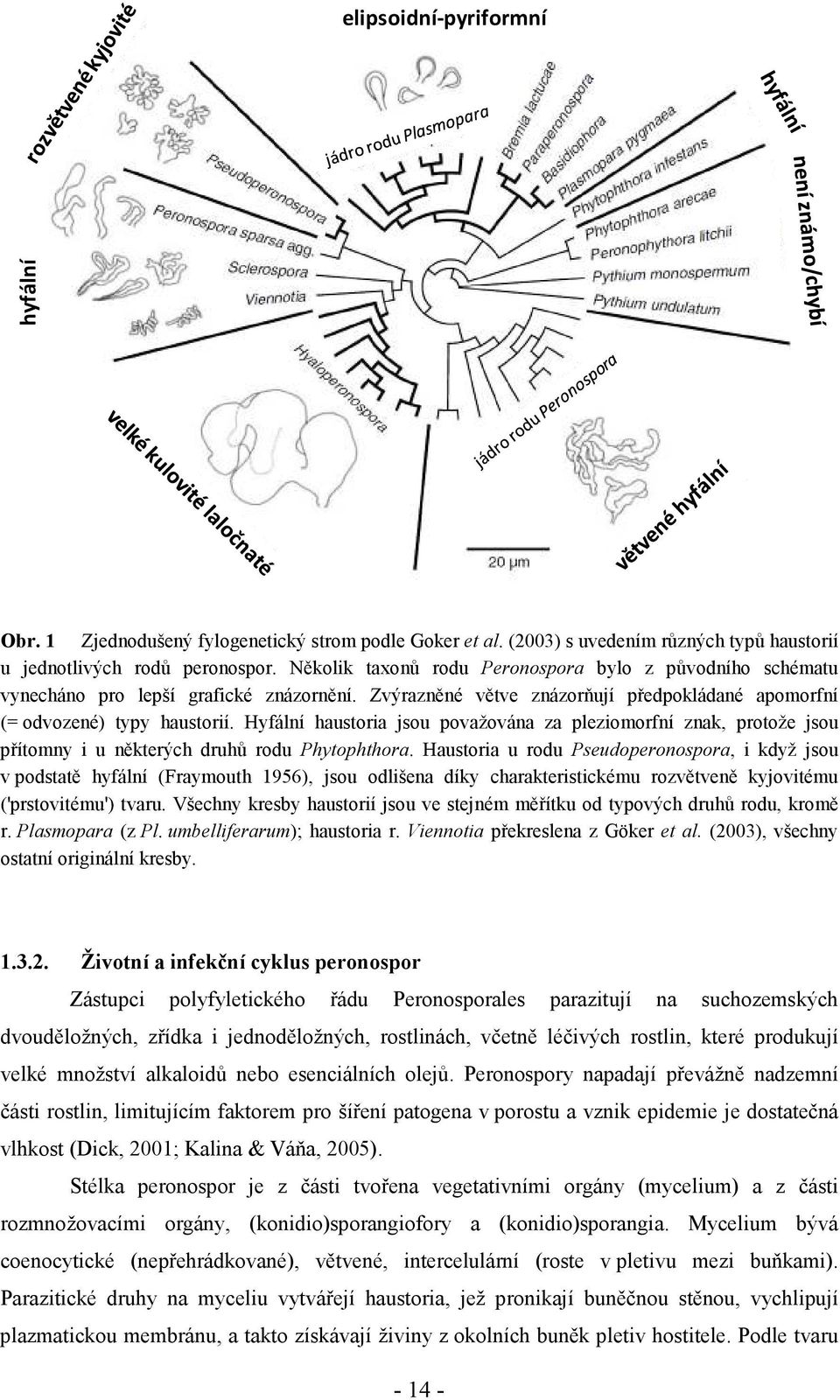 Hyfální haustoria jsou považována za pleziomorfní znak, protože jsou přítomny i u některých druhů rodu Phytophthora.