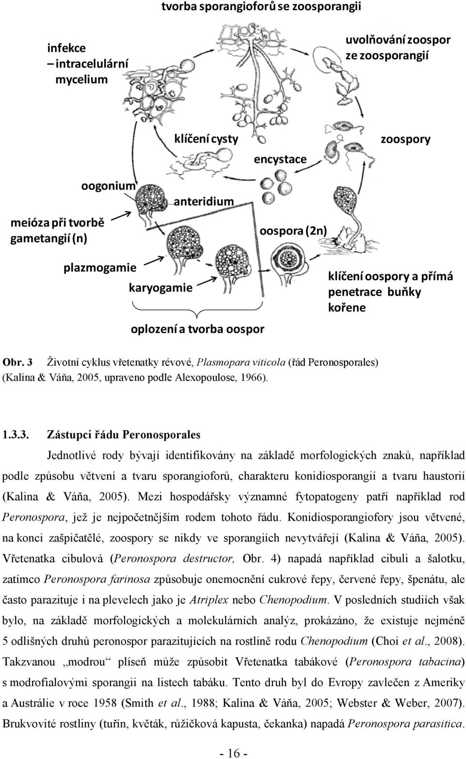3 Životní cyklus vřetenatky révové, Plasmopara viticola (řád Peronosporales) (Kalina & Váňa, 2005, upraveno podle Alexopoulose, 1966). 1.3.3. Zástupci řádu Peronosporales Jednotlivé rody bývají