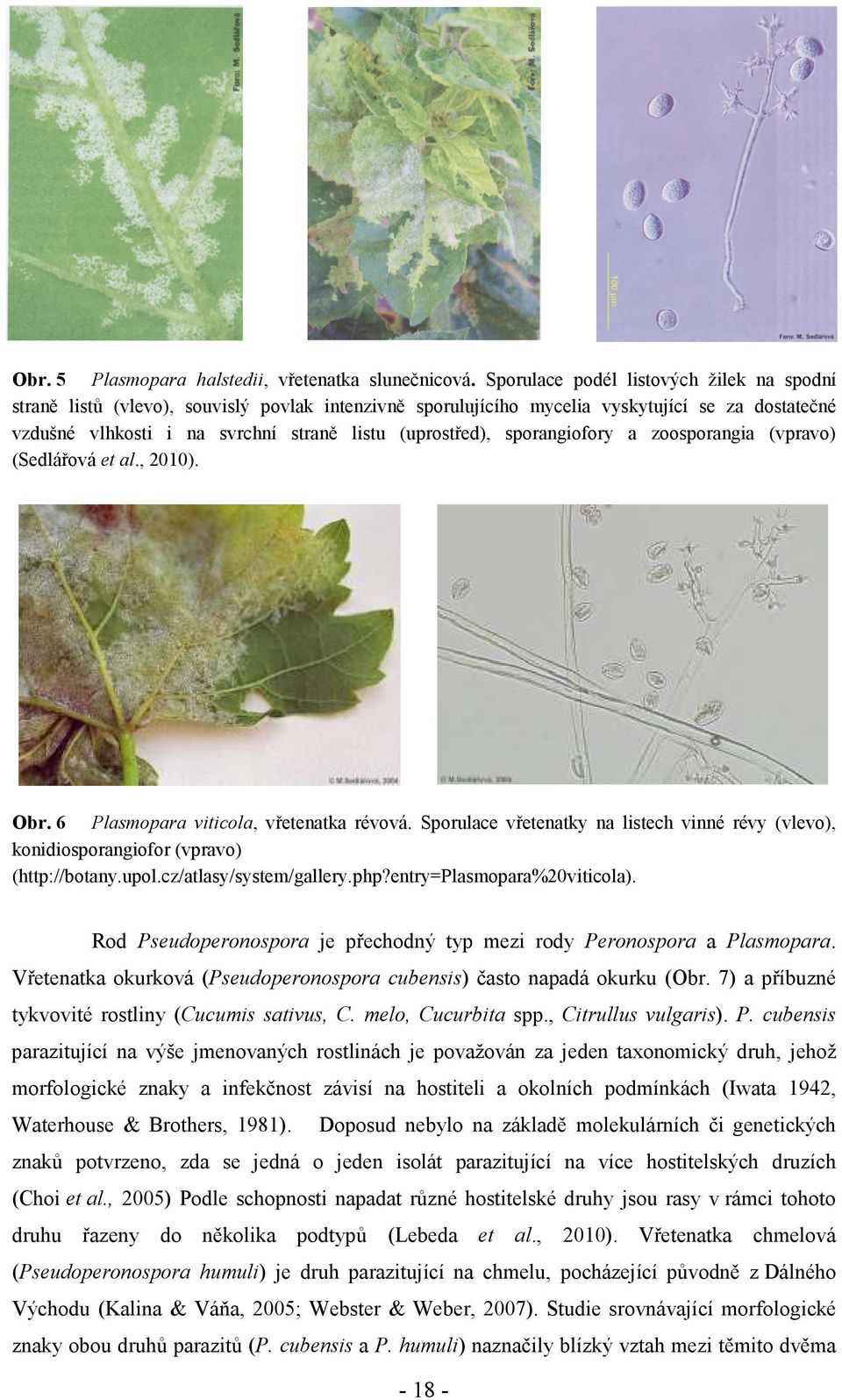 sporangiofory a zoosporangia (vpravo) (Sedlářová et al., 2010). Obr. 6 Plasmopara viticola, vřetenatka révová.