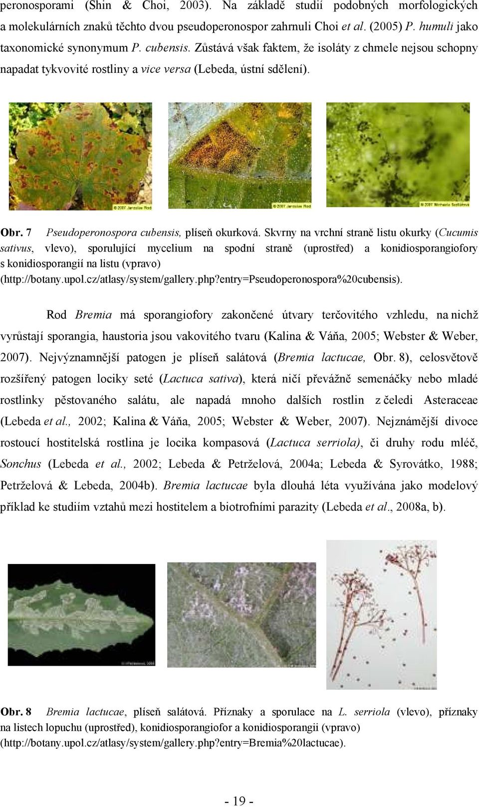 Skvrny na vrchní straně listu okurky (Cucumis sativus, vlevo), sporulující mycelium na spodní straně (uprostřed) a konidiosporangiofory s konidiosporangií na listu (vpravo) (http://botany.upol.