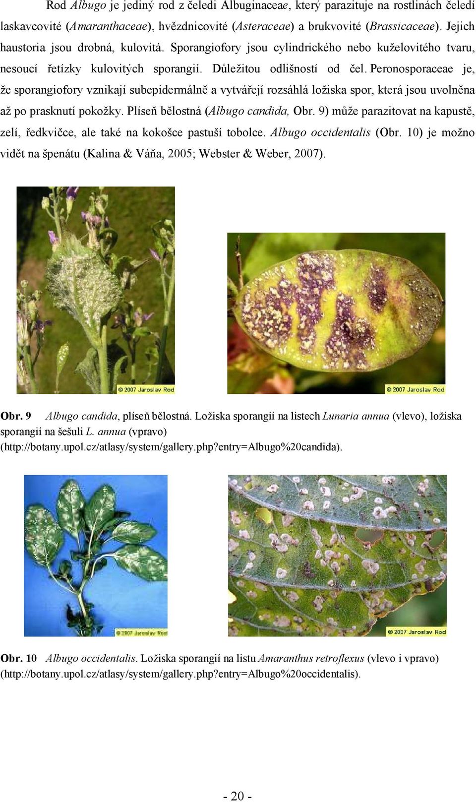 Peronosporaceae je, že sporangiofory vznikají subepidermálně a vytvářejí rozsáhlá ložiska spor, která jsou uvolněna až po prasknutí pokožky. Plíseň bělostná (Albugo candida, Obr.