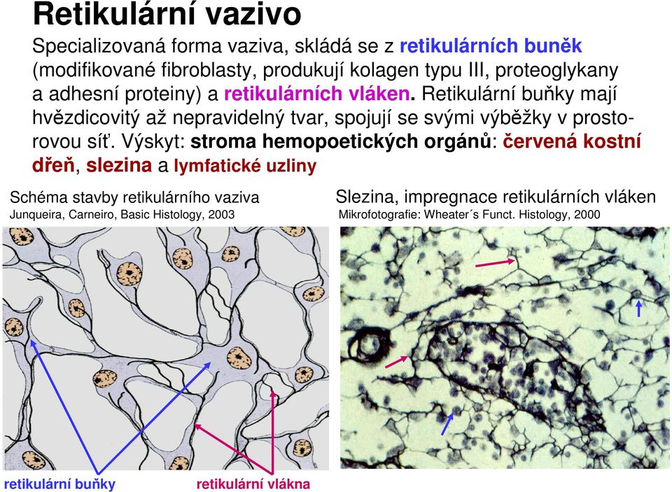 Retikulární buňky mají hvězdicovitý až nepravidelný tvar, spojují se svými výběžky v prostorovou síť.