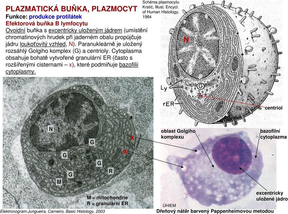 Cytoplasma obsahuje bohatě vytvořené granulární ER (často s rozšířenými cisternami x), které podmiňuje bazofilii cytoplasmy. Schéma plasmocytu Krstić, Illust. Encycl.