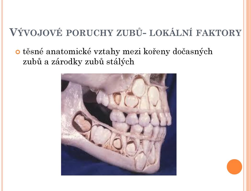 anatomické vztahy mezi