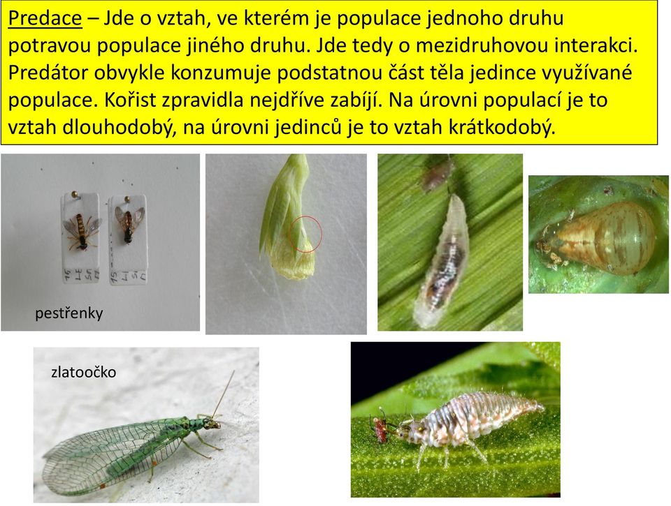 Predátor obvykle konzumuje podstatnou část těla jedince využívané populace.