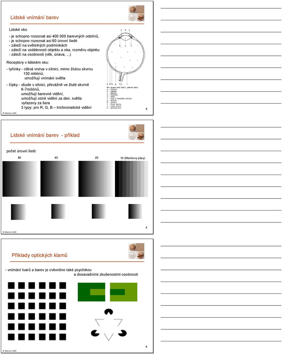 ..) eceptory v lidském oku: -tyčinky - citlivá vrstva v sítnici, mimo žlutou skvrnu 3 miliónů, umožňují vnímání světla - čípky - všude v sítnici, převážně ve žluté skvrně 6-7miliónů,